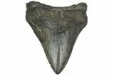 Fossil Megalodon Tooth - South Carolina #186690-1